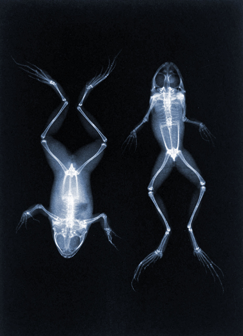 An early X-ray photo of frogs by Joseph Maria Eder. 1896 (photogravure), Austrian School / Private Collection / Prismatic Pictures / Bridgeman Images 