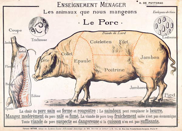 Cuts of Pork, illustration from a French Domestic Science Manual by H. de Puytorac, published by Editions Fernand Nathan, late 19th century (colour litho), French School, (19th century) / Private Collection / © Archives Charmet / Bridgeman Images