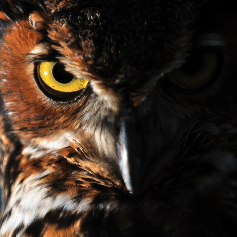 Portrait of a great horned owl, Bubo virginianus / Keith Ladzinski / National Geographic Creative / Bridgeman Images 
